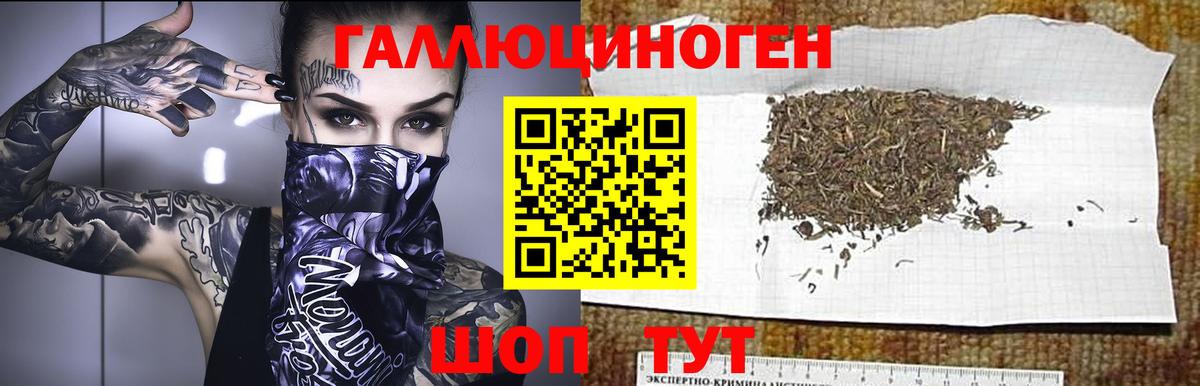 Галлюциногенные грибы Psilocybine cubensis Реутов